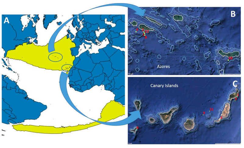 (A) Worldwide distribution of True’s beaked whales and (B,C) the locations of the reports included in the new paper. (Image: N. A. de Soto et al., 2017)